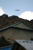 IMG_8357 grosser Vogel ueber Haus.jpg